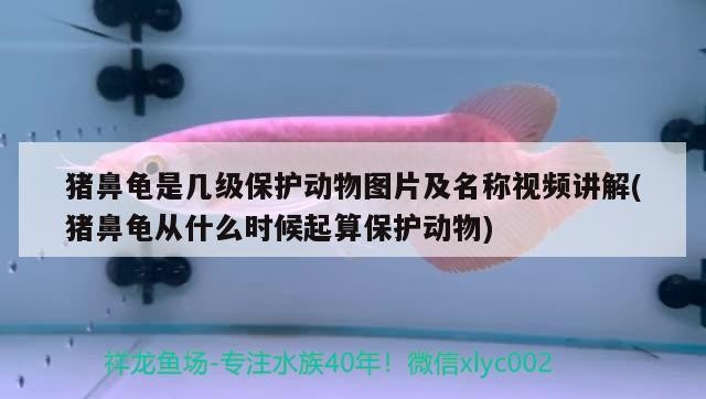 豬鼻龜是幾級保護動物圖片及名稱視頻講解(豬鼻龜從什么時候起算保護動物)
