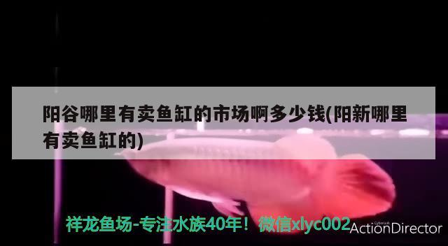 陽谷哪里有賣魚缸的市場啊多少錢(陽新哪里有賣魚缸的)