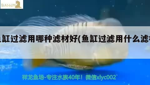 豬鼻龜需要過水嗎視頻教程(豬鼻龜入缸前如何過水)