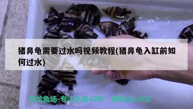 豬鼻龜需要過水嗎視頻教程(豬鼻龜入缸前如何過水)