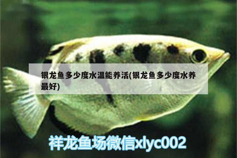 銀龍魚多少度水溫能養活(銀龍魚多少度水養最好)