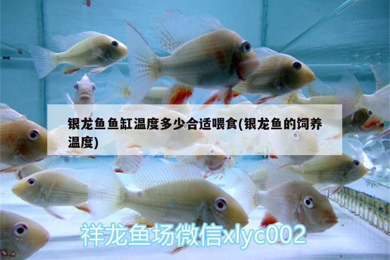 銀龍魚魚缸溫度多少合適喂食(銀龍魚的飼養溫度)