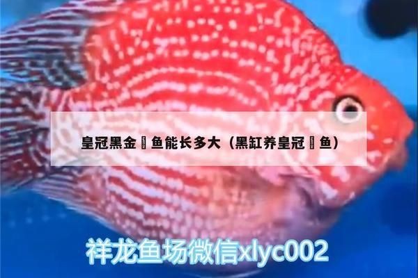 黑金魟魚繁殖成功率提升方法，黑金魟魚的繁殖成功率提升方法 黑金魟魚繁殖成功率提升方法，黑金魟魚的繁殖成功率提升方法 魟魚百科 第4張