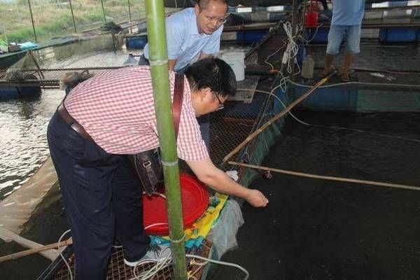魟魚飼料中蛋白質含量標準，魟魚飼料中的蛋白質含量標準[需手動填充]魚飼料蛋白質含量標準