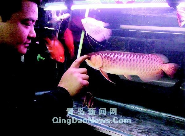 藍底過背金龍魚圖片