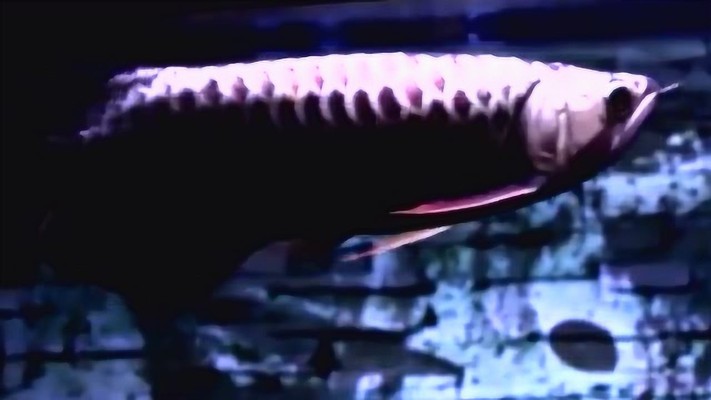 藍底過背金龍魚圖片