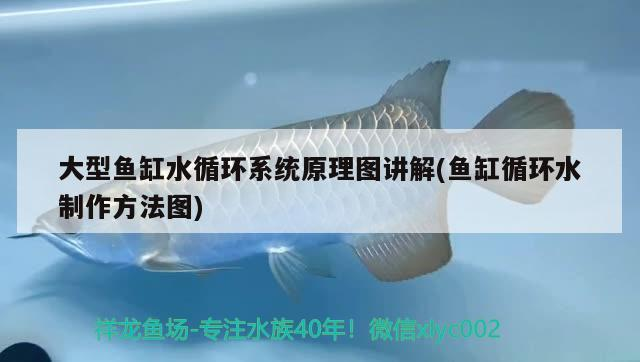 大型魚缸水循環系統原理圖講解(魚缸循環水制作方法圖)