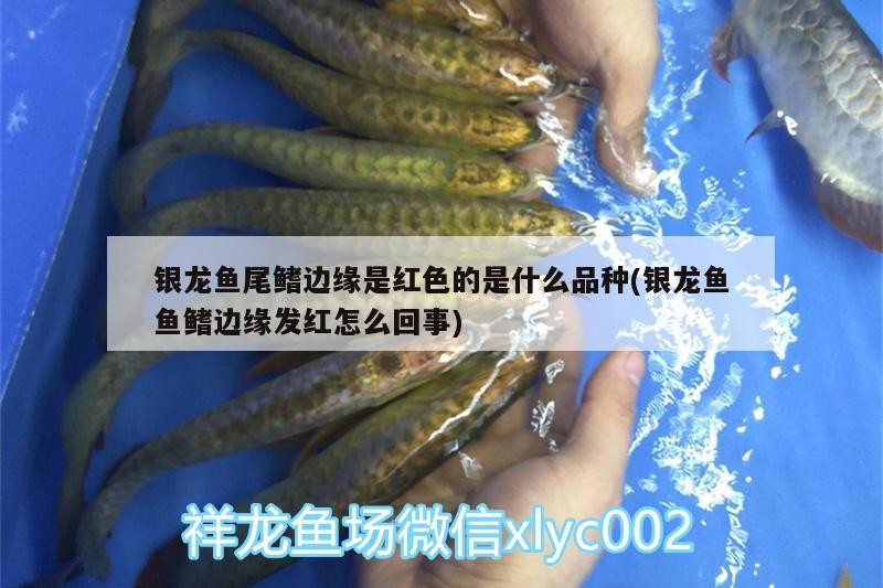 銀龍魚尾鰭邊緣是紅色的是什么品種(銀龍魚魚鰭邊緣發紅怎么回事)