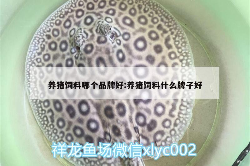 養豬飼料哪個品牌好:養豬飼料什么牌子好
