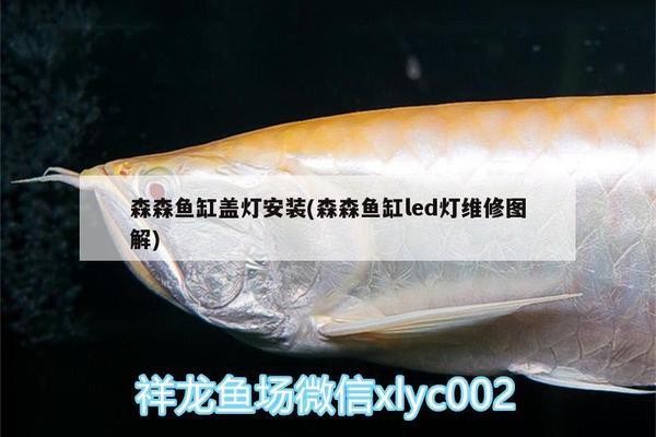 祥龍魚場水族館加盟（祥龍魚場水族館加盟費多少）