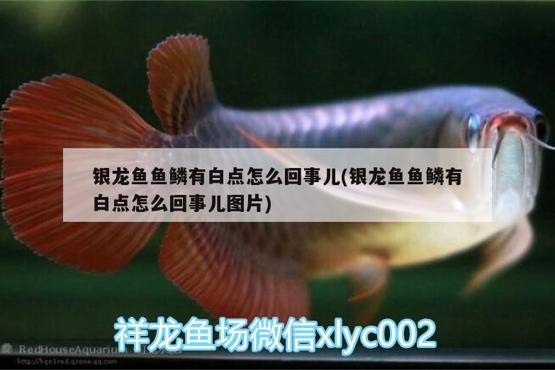 銀龍魚(yú)魚(yú)鱗有白點(diǎn)怎么回事兒(銀龍魚(yú)魚(yú)鱗有白點(diǎn)怎么回事兒圖片)