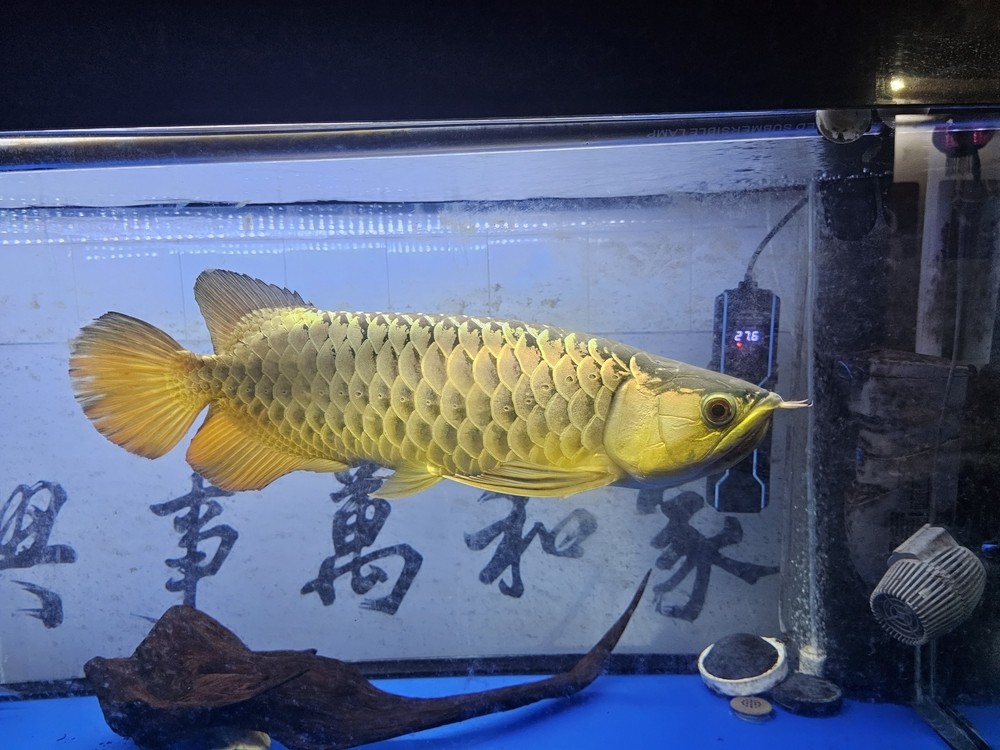 好久沒來看看了