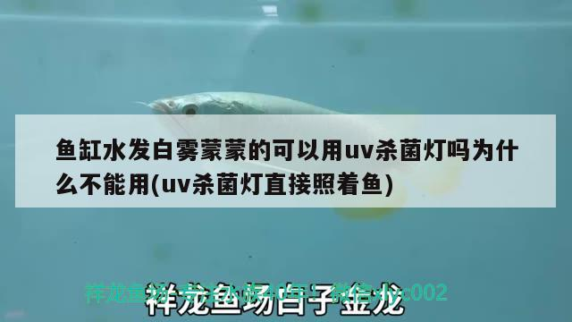 魚缸水發白霧蒙蒙的可以用uv殺菌燈嗎為什么不能用(uv殺菌燈直接照著魚)
