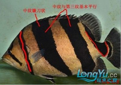 虎魚皮膚病：如何治療虎魚皮膚病
