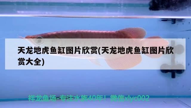 天龍地虎魚缸圖片欣賞(天龍地虎魚缸圖片欣賞大全)