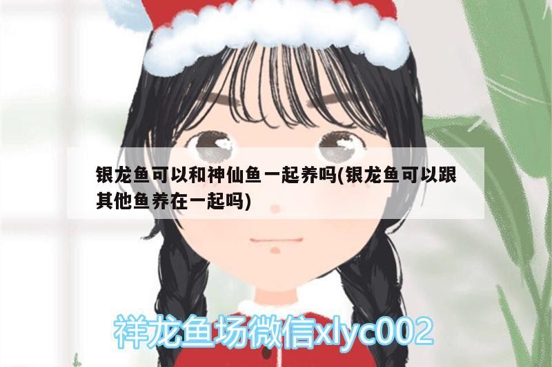 銀龍魚可以和神仙魚一起養(yǎng)嗎(銀龍魚可以跟其他魚養(yǎng)在一起嗎)