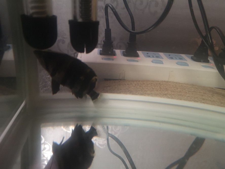 虎魚訓食 虎魚訓食 虎魚百科