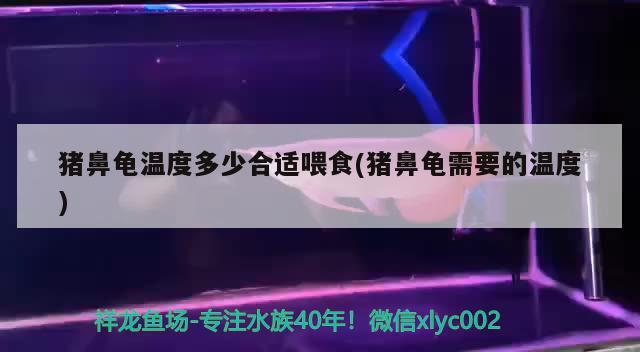 豬鼻龜溫度多少合適喂食(豬鼻龜需要的溫度)