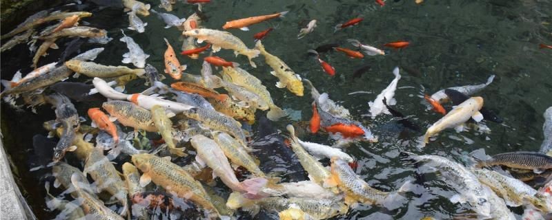 怎么讓魚活得久一點(diǎn)