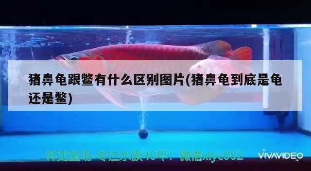 豬鼻龜跟鱉有什么區別圖片(豬鼻龜到底是龜還是鱉)