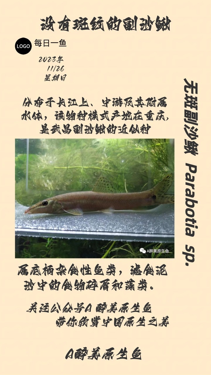 無紋副沙鰍