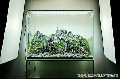 帶蓋魚缸適合什么造景：帶蓋魚缸在造景上有一定的優(yōu)勢幫助你在自家魚缸造景