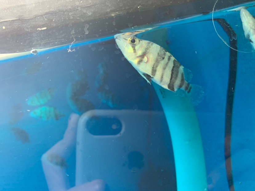 虎魚45厘米出現(xiàn)這種問題是什么原因呢身上有白點