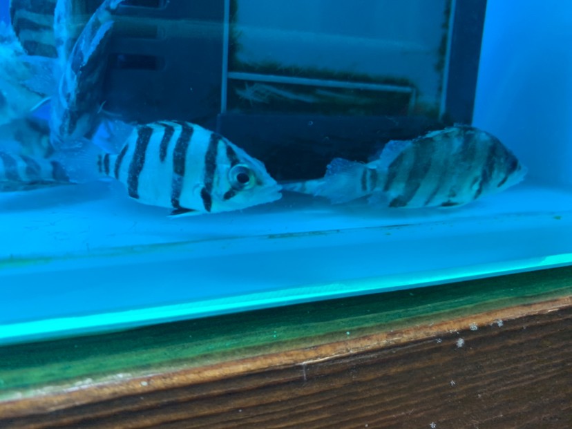 虎魚45厘米出現(xiàn)這種問題是什么原因呢身上有白點