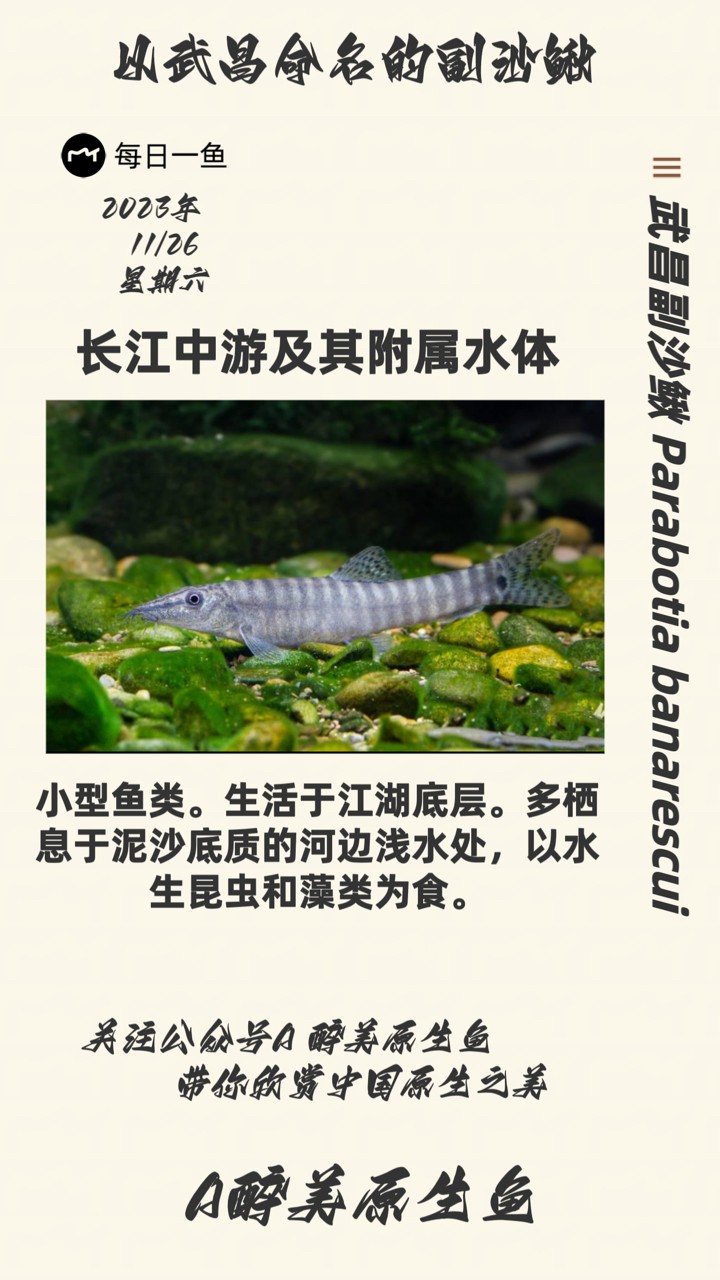 <strong><mark>武昌</mark></strong>副沙鰍