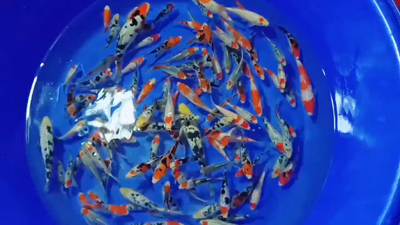 魚缸用增氧泵價格是多少:魚缸增氧機-xtrac增氧機-xtrac增氧機 各種小錦鯉 龍魚論壇 各種小錦鯉 各種小錦鯉 龍魚論壇
