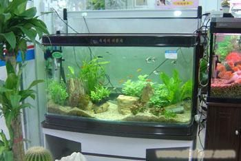 超白魚缸玻璃刮花怎么修復的：超白玻璃魚缸的修復方法