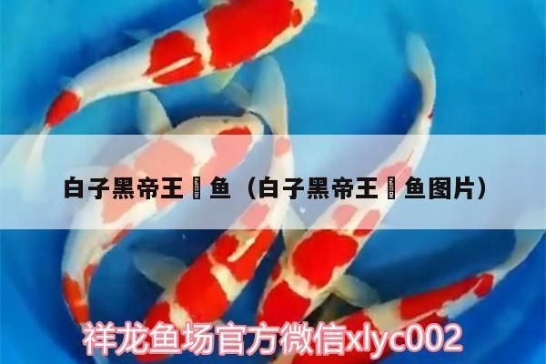 白子黑帝王魟魚，關于白子黑帝王魟魚的一些小知識
