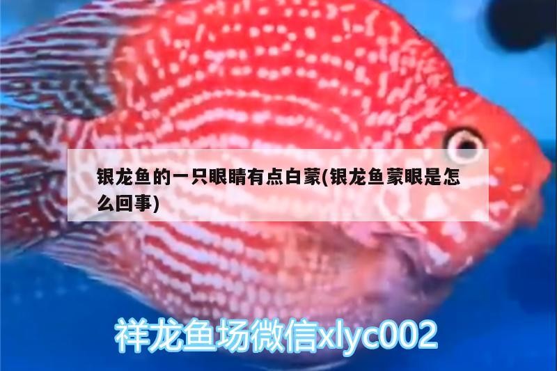 銀龍魚的一只眼睛有點(diǎn)白蒙(銀龍魚蒙眼是怎么回事)