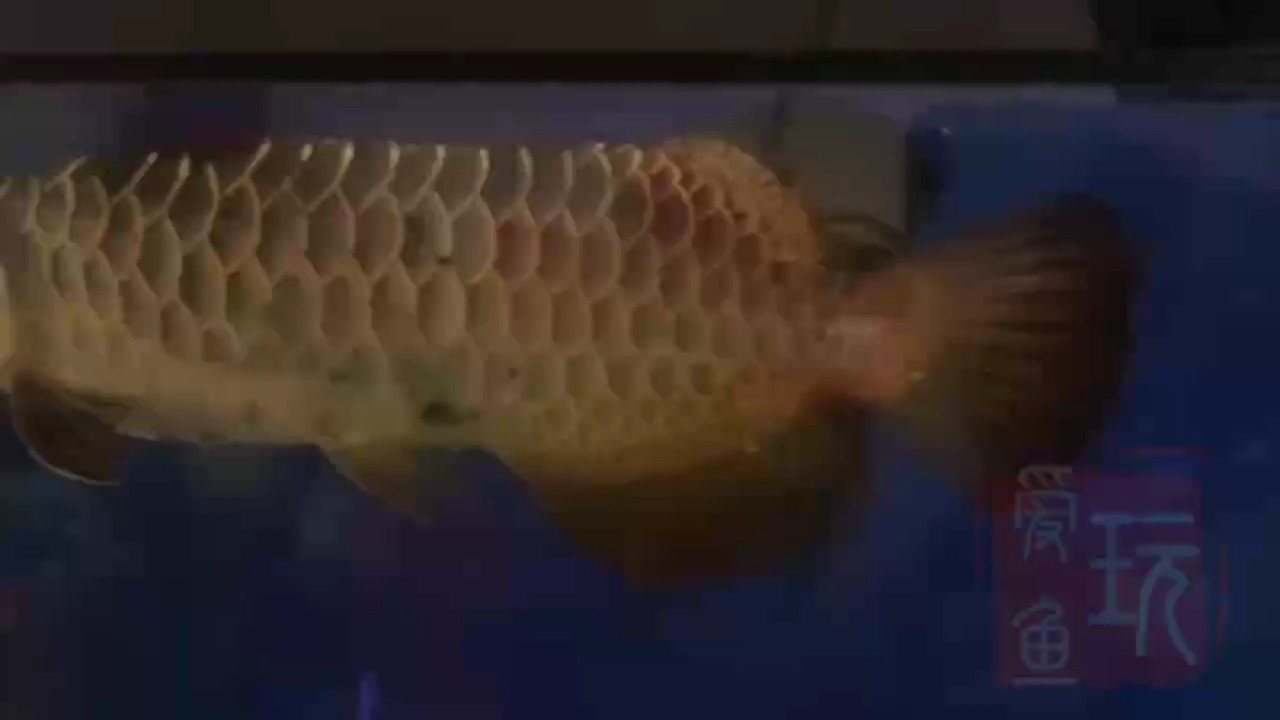 周末好，季節更替，少量喂食。