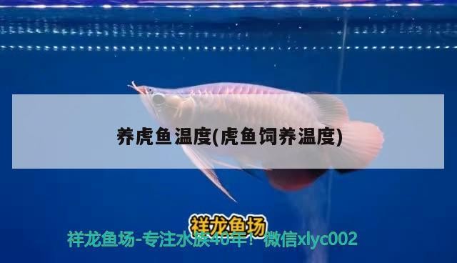 養(yǎng)虎魚(yú)溫度(虎魚(yú)飼養(yǎng)溫度)