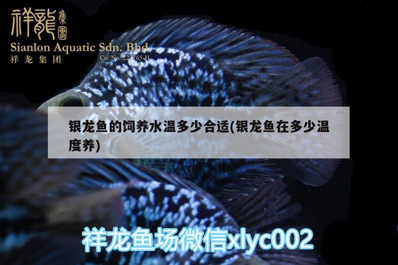 銀龍魚的飼養水溫多少合適(銀龍魚在多少溫度養)