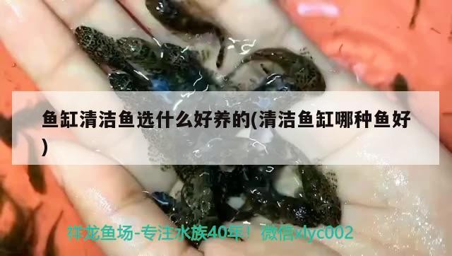 福龍王經(jīng)典再現(xiàn)