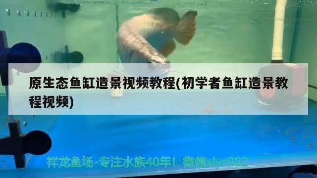 福龍王經典再現
