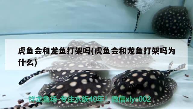 虎魚會和龍魚打架嗎(虎魚會和龍魚打架嗎為什么)