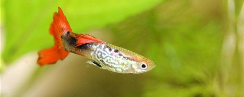 孔雀魚是冷水魚嗎水溫最低多少