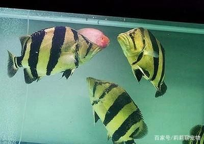 虎魚飼養環境的具體信息在大型觀賞魚飼養環境的具體策略：關于虎魚飼養的一些建議 虎魚飼養環境的具體信息在大型觀賞魚飼養環境的具體策略：關于虎魚飼養的一些建議 虎魚百科 第1張