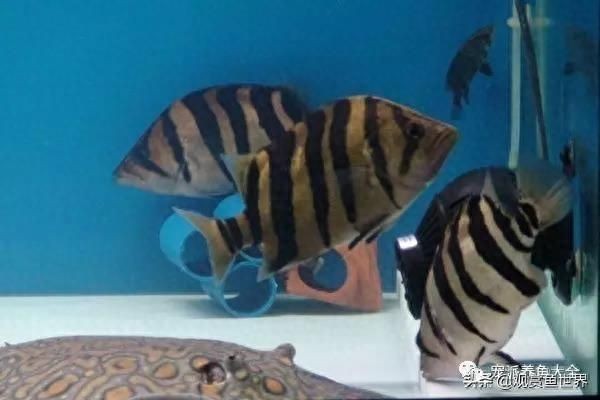 虎魚飼養環境的具體信息在大型觀賞魚飼養環境的具體策略：關于虎魚飼養的一些建議 虎魚飼養環境的具體信息在大型觀賞魚飼養環境的具體策略：關于虎魚飼養的一些建議 虎魚百科 第2張