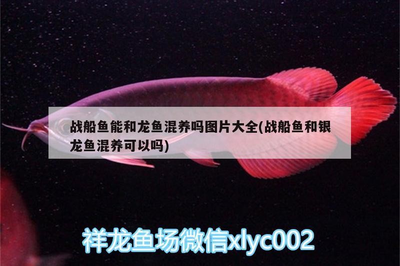 戰船魚能和龍魚混養嗎圖片大全(戰船魚和銀龍魚混養可以嗎)