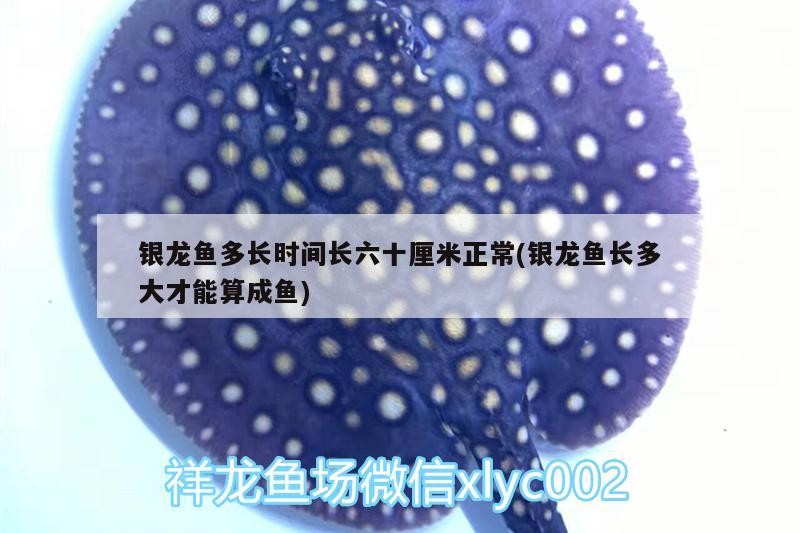 銀龍魚多長時間長六十厘米正常(銀龍魚長多大才能算成魚)