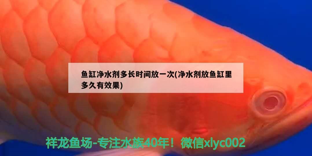 魚缸凈水劑多長時間放一次(凈水劑放魚缸里多久有效果)