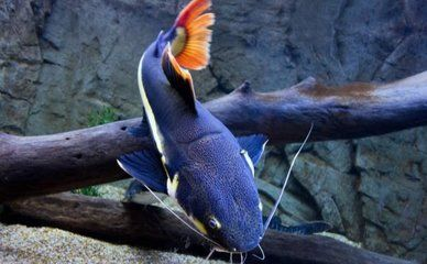 菠蘿皮放魚缸到底安不安全：如何利用菠蘿皮養(yǎng)魚