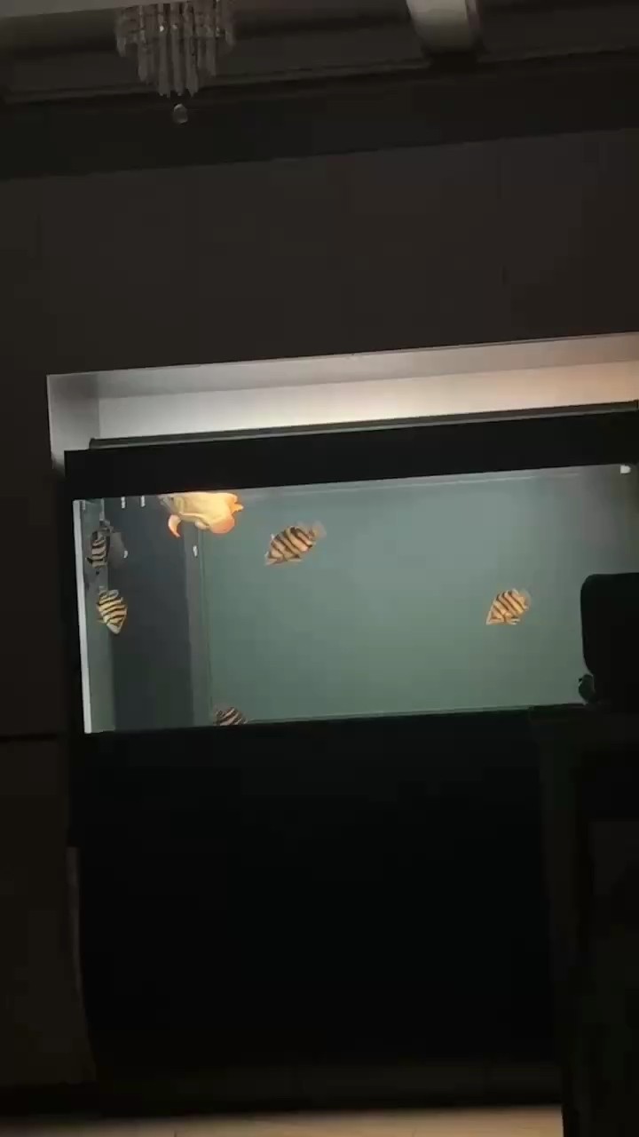 一到晚上虎魚就開始活躍了 一到晚上虎魚就開始活躍了 龍魚論壇