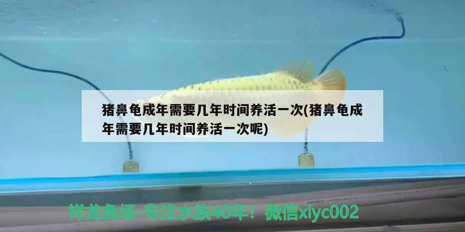 豬鼻龜成年需要幾年時間養活一次(豬鼻龜成年需要幾年時間養活一次呢)