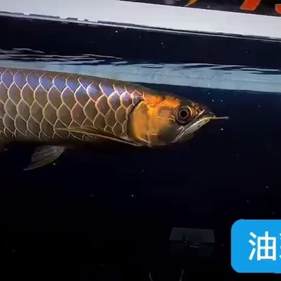 賽級古典過背金龍最簡單三個階段 賽級古典過背金龍最簡單三個階段 龍魚百科 第4張