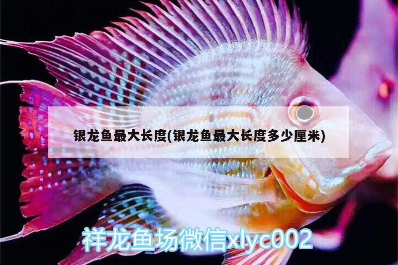 銀龍魚最大長度(銀龍魚最大長度多少厘米) 銀龍魚最大長度(銀龍魚最大長度多少厘米) 銀龍魚百科